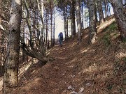 25 Filari di pini mughi ad alto fusto